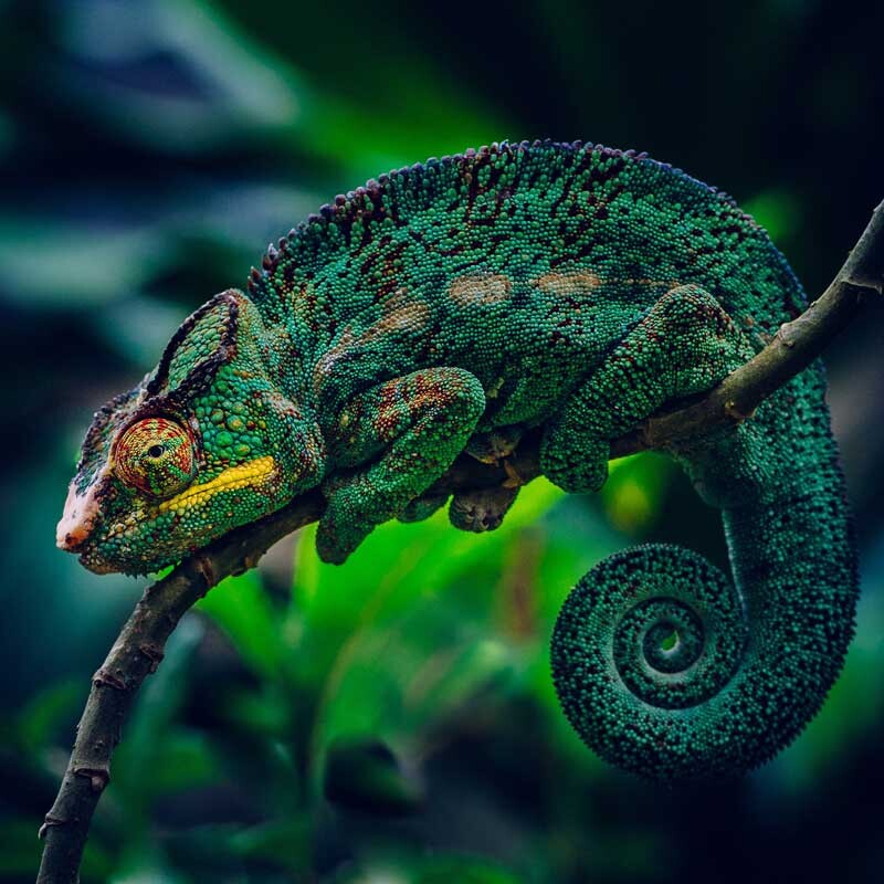 Comma—chameleon